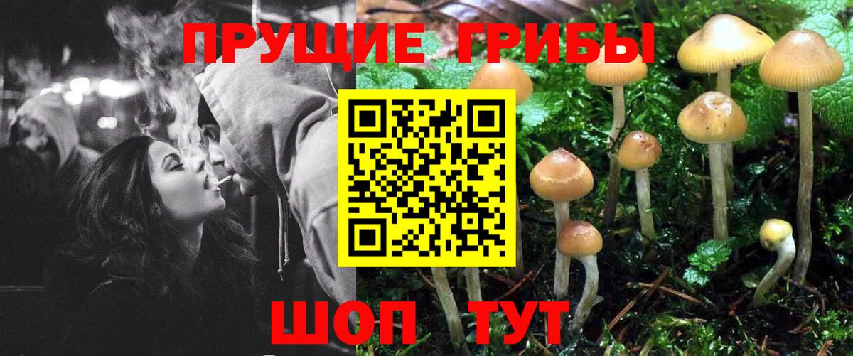 Галлюциногенные грибы Psilocybe Ковров